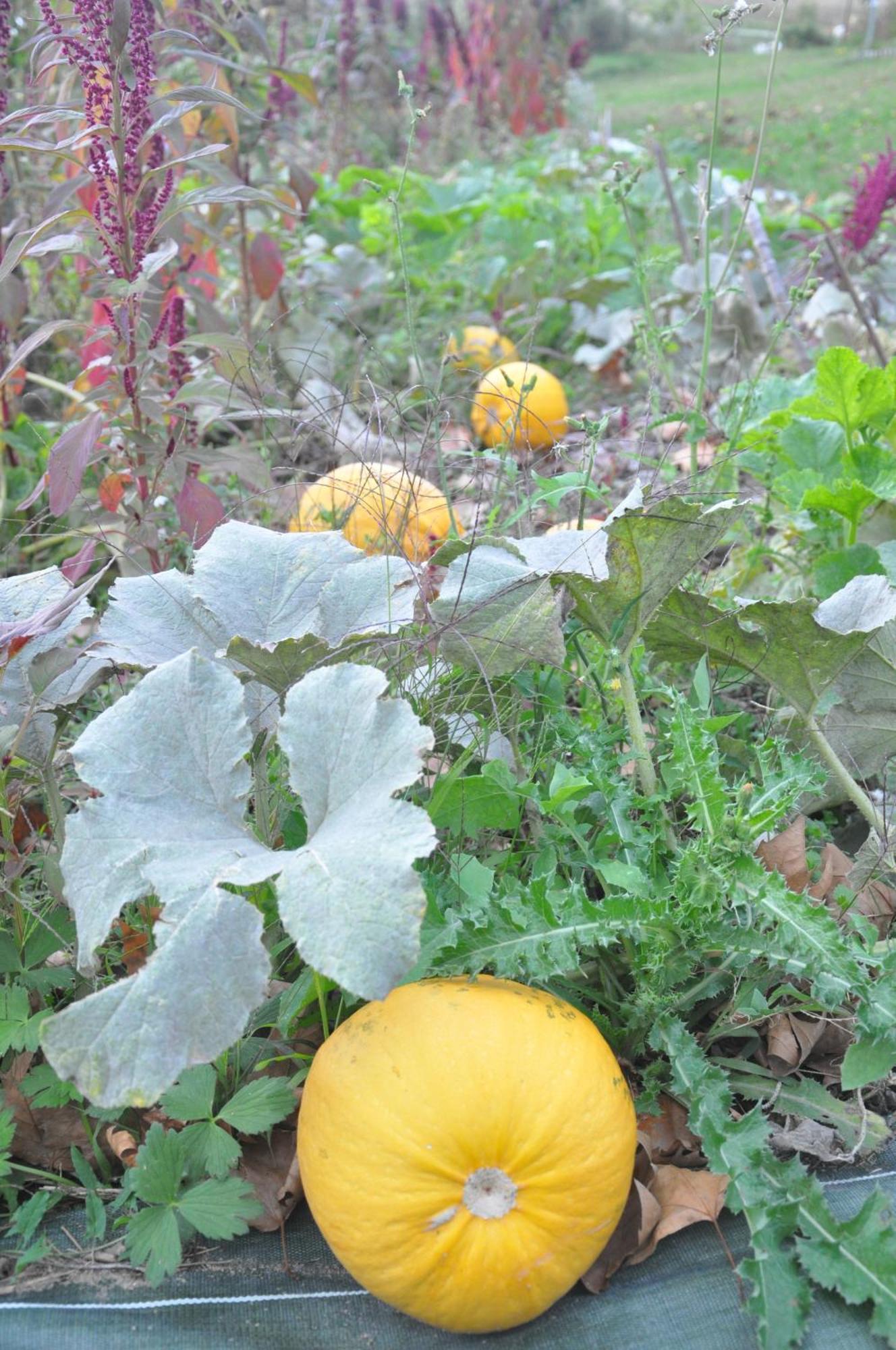 La Source, Vegetarian Guest House Chabeuil Екстер'єр фото